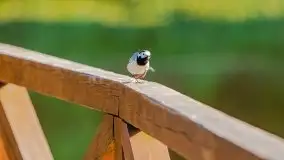 Czerwcowe Mazury, kompilacja niewykorzystanych zdjęć, 2021 - zdjęcie 96