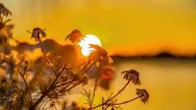 Zachód słońca nad jeziorem Bocznym, czerwiec 2021 r. - zdjęcie 19