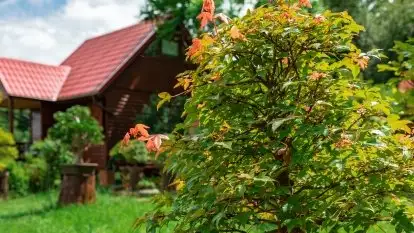 Nowa galeria - zdjęcie 59