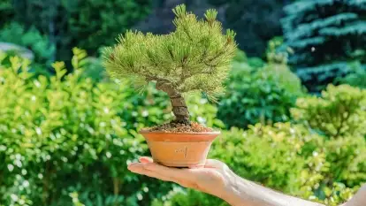 Nowa galeria - zdjęcie 11