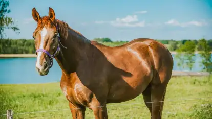 Herrmanns Hof - zdjęcie 4