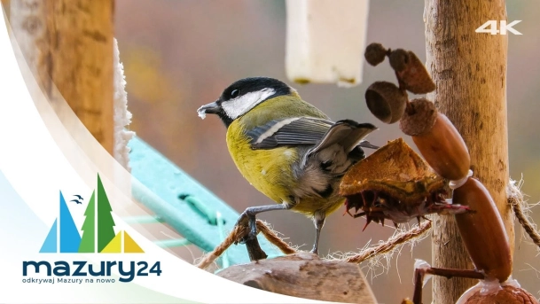 Zima na Mazurach, sikorki w karmniku, 4K
