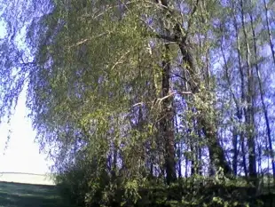 Działka z linią brzegową - zdjęcie 6