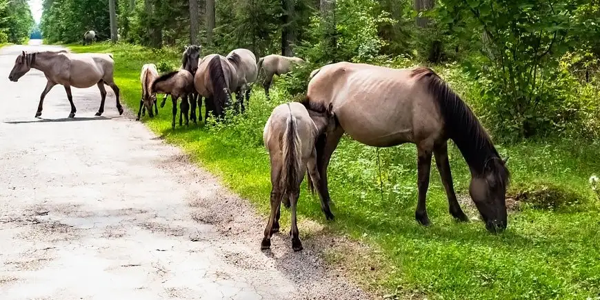 Koniki polskie na Mazurach spotkamy na terenie?