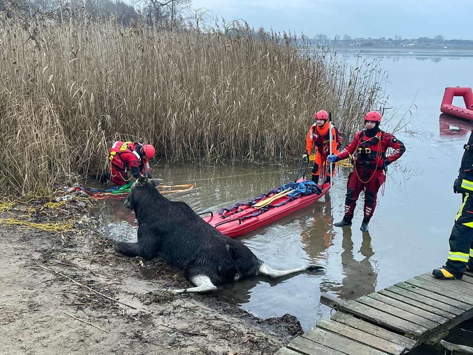 Dramatyczna akcja na jeziorze Ryńskim na Mazurach. Strażacy ratowali łosia